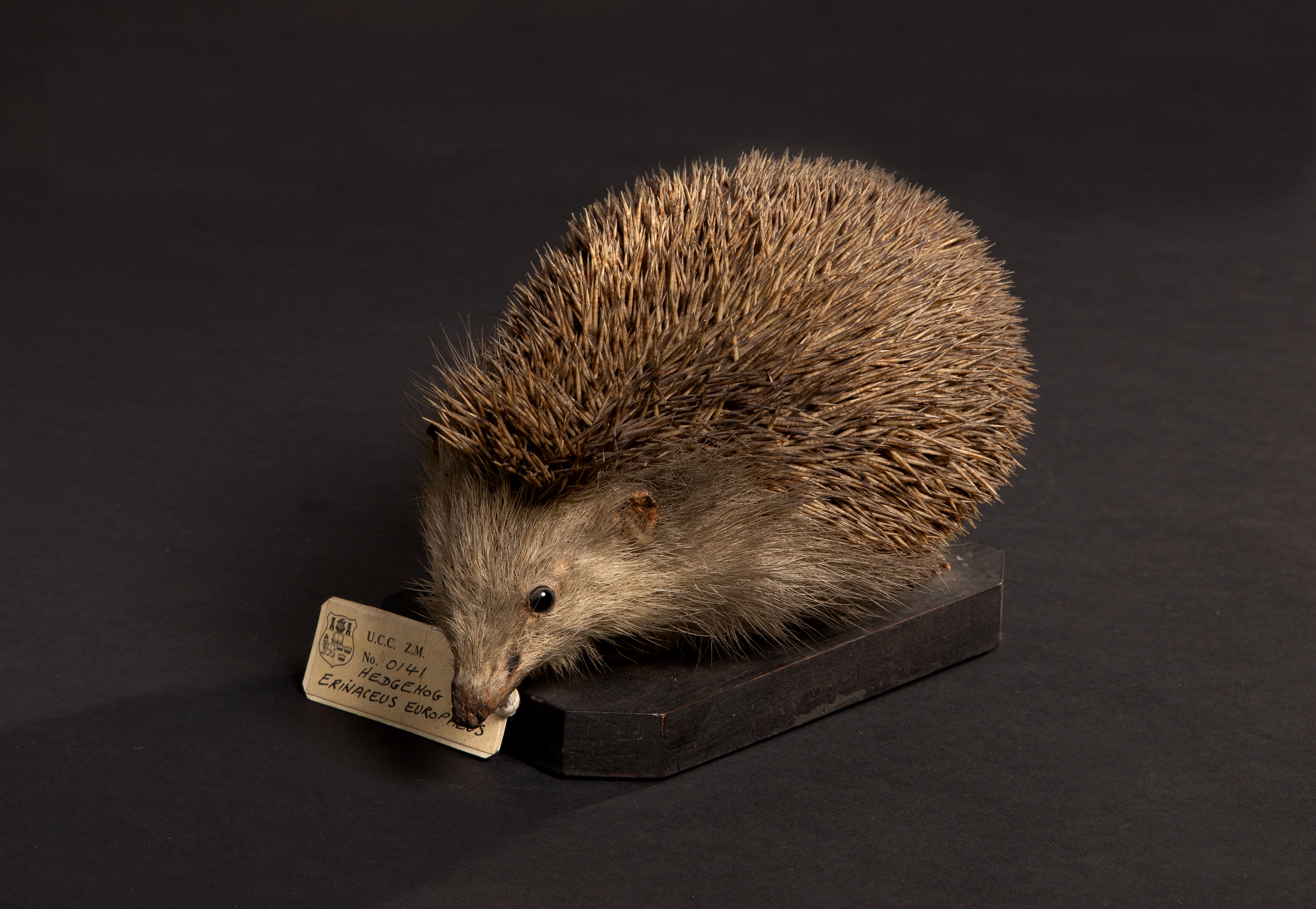 Hedgehog