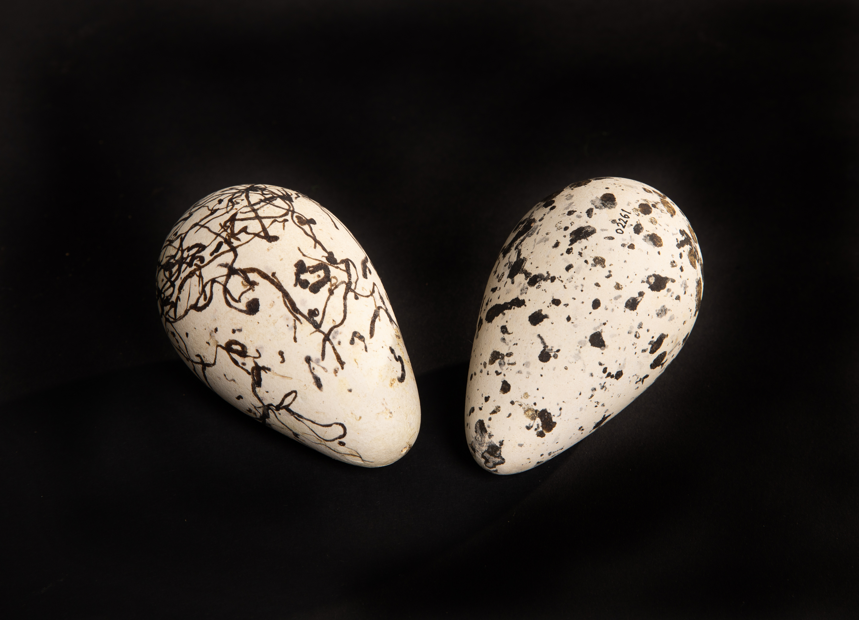 Razorbill eggs