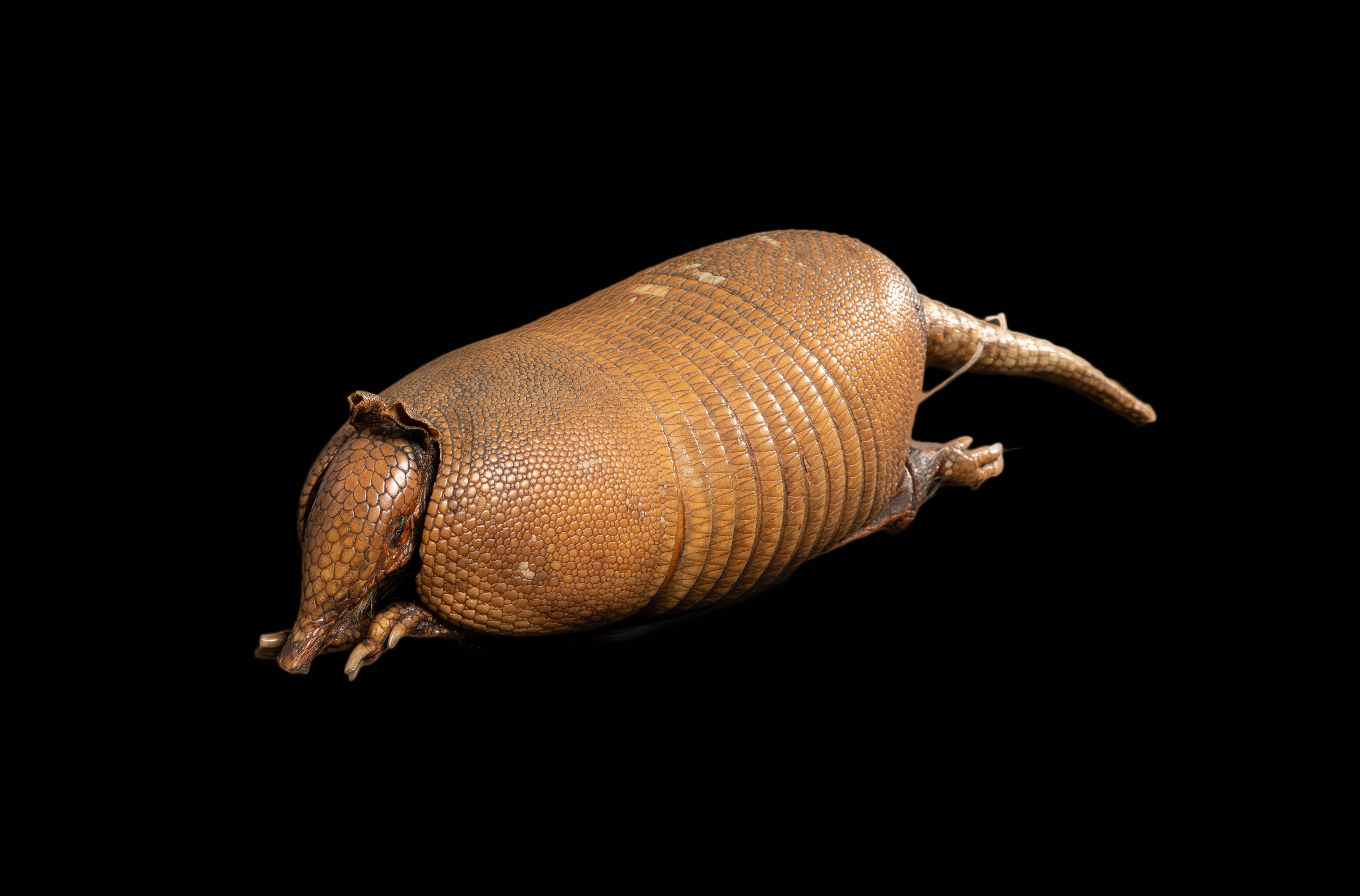 Nine-banded armadillo