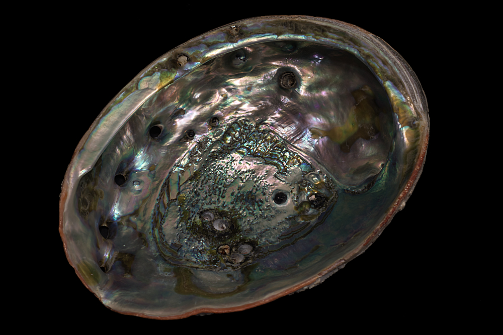 Pink abalone
