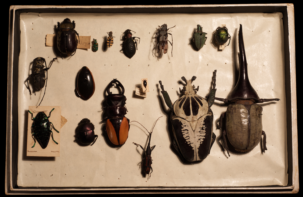 Beetle diversity