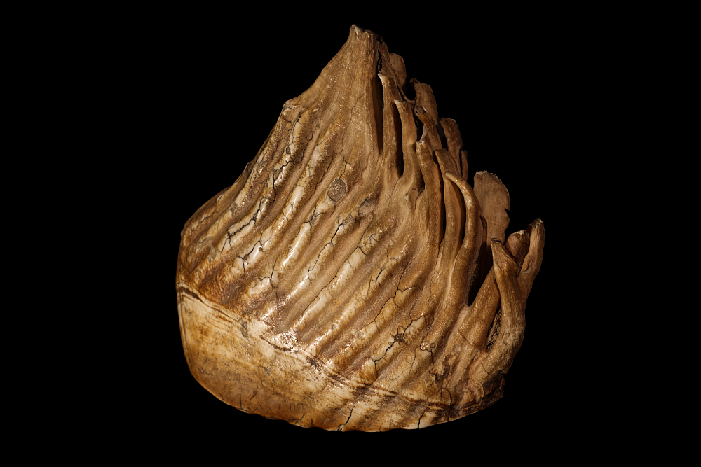 Elephant molar