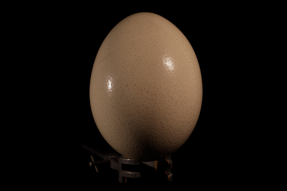 Ostrich egg