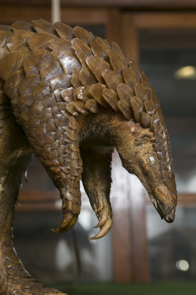 Pangolin