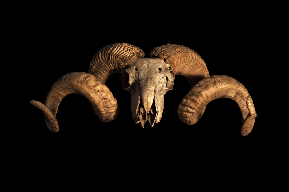 Ram horns