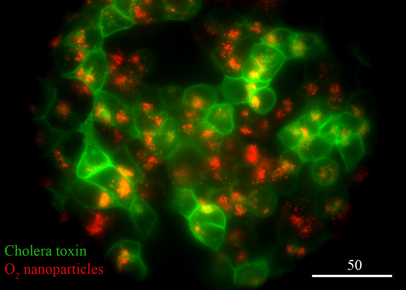 New Article Published in ACS Nano