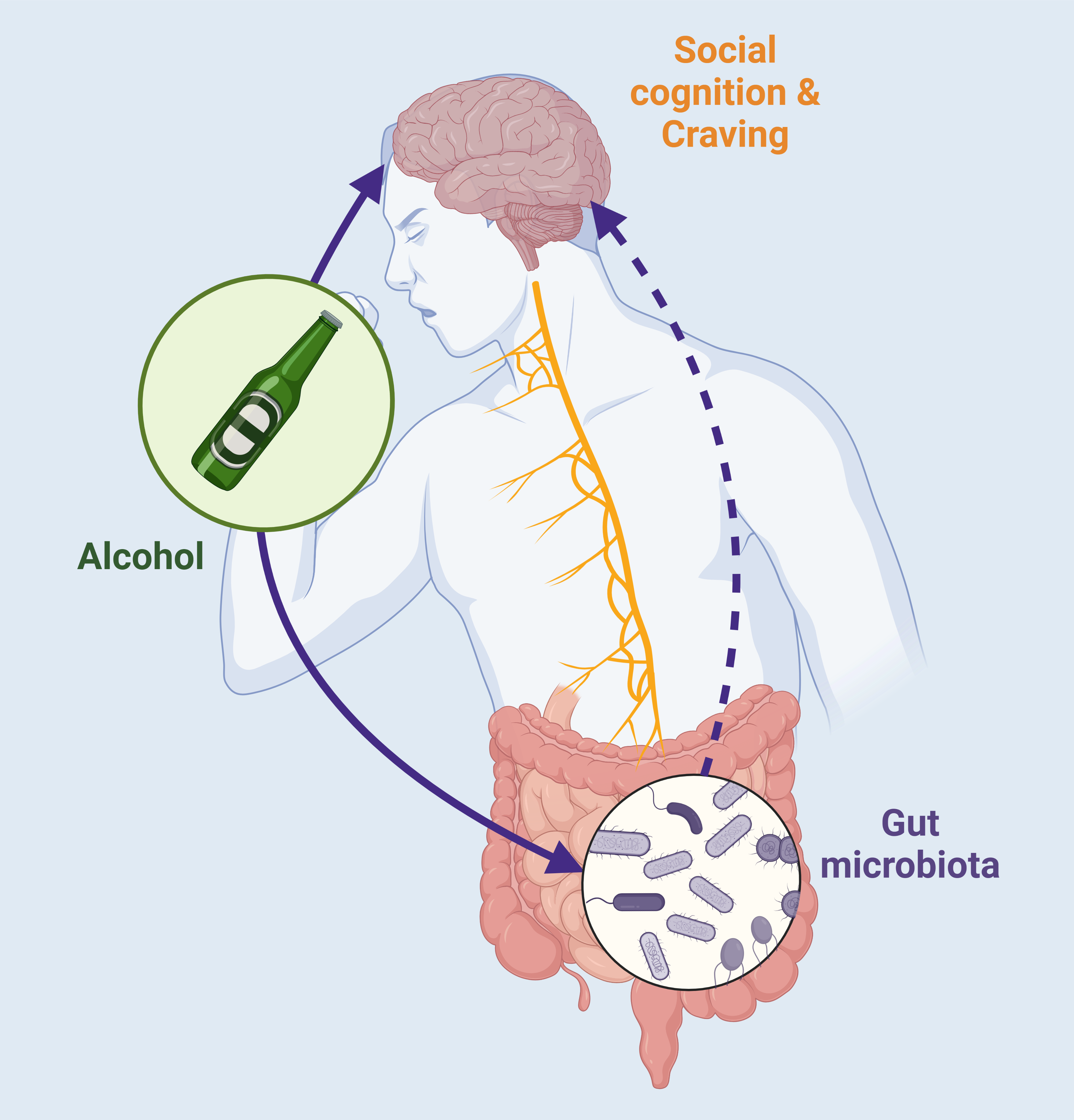APC Researchers discover that youth binge drinking is influenced by gut microbiome