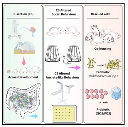 Enduring Behavioural Effects Induced By Birth By C-Section In The Mouse
