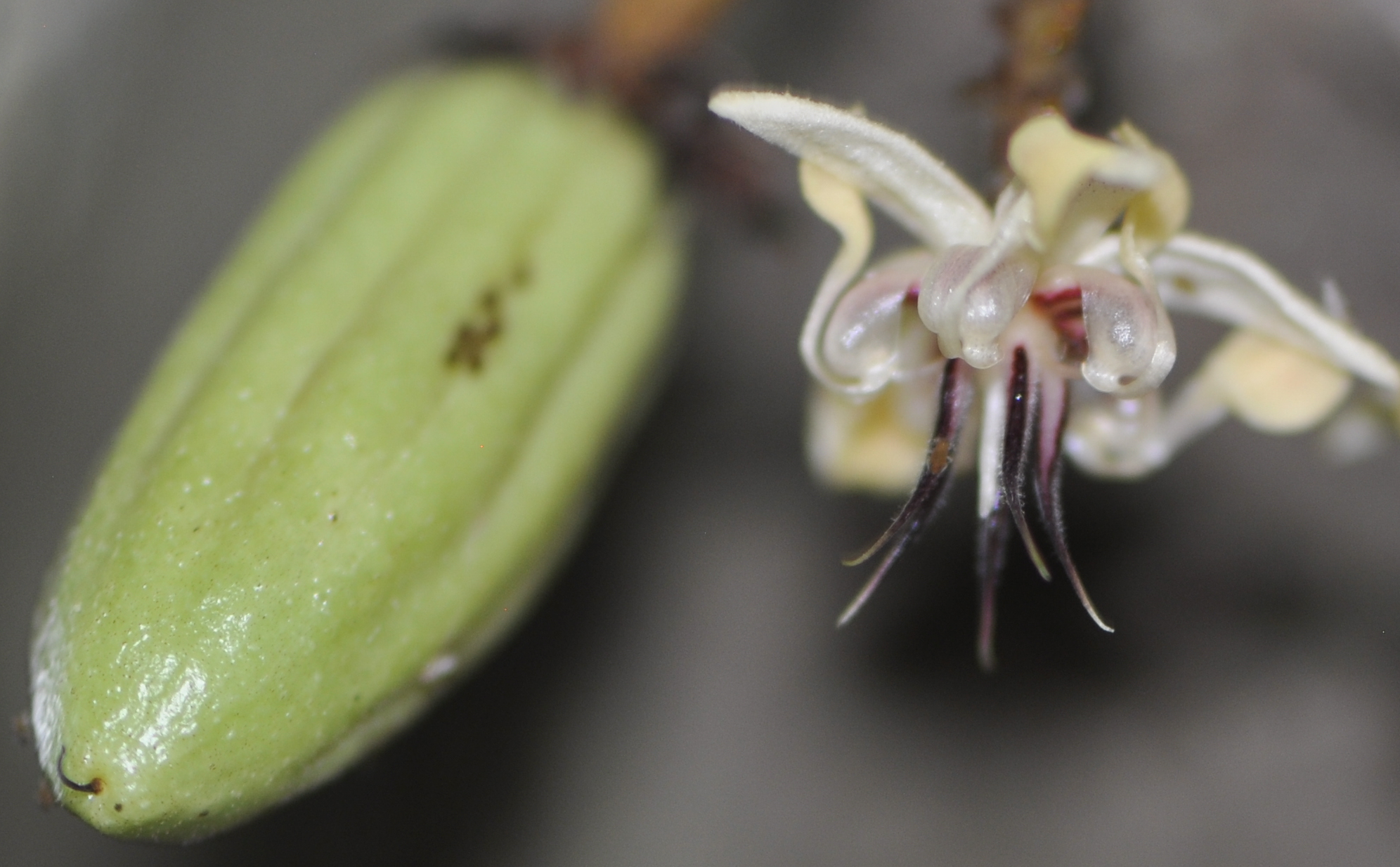 The Geography of Cacao
