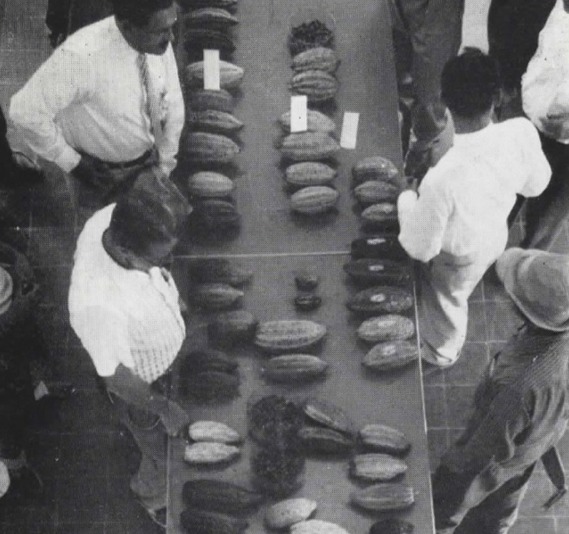 Cacao Research History