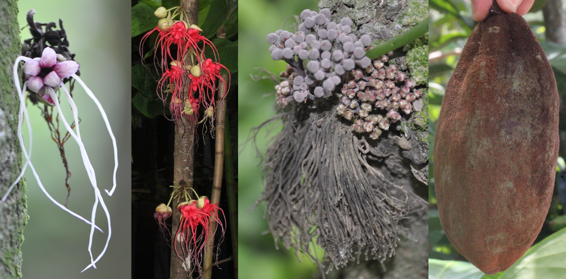 Phylogeny of Cacao Wild Relatives Published