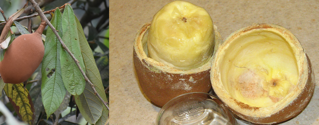 A delicious, yet little known, fruit juice from a relative of cacao (the source of chocolate).