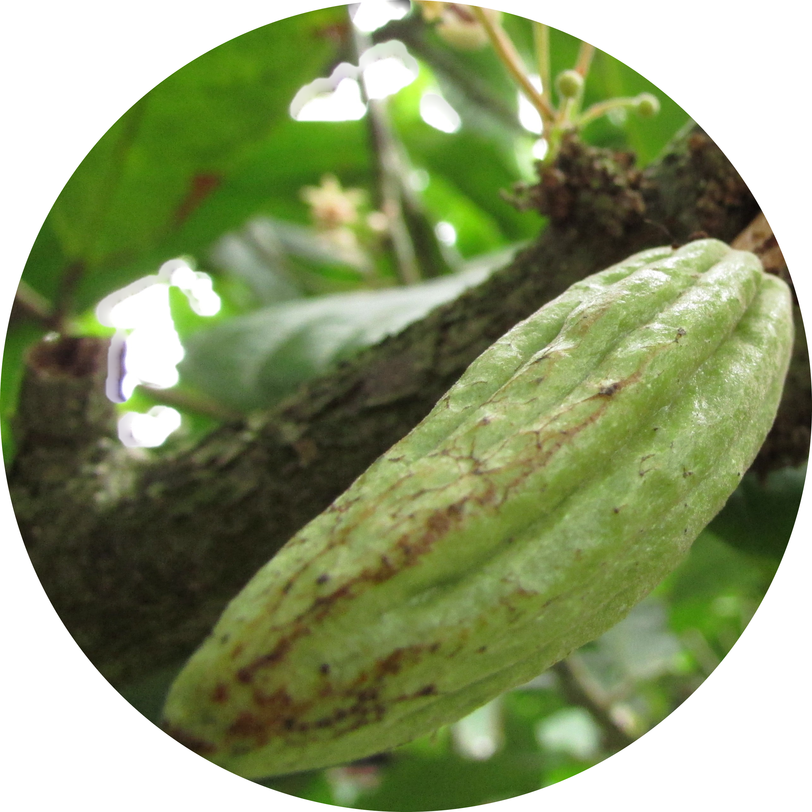 Cacao Culture