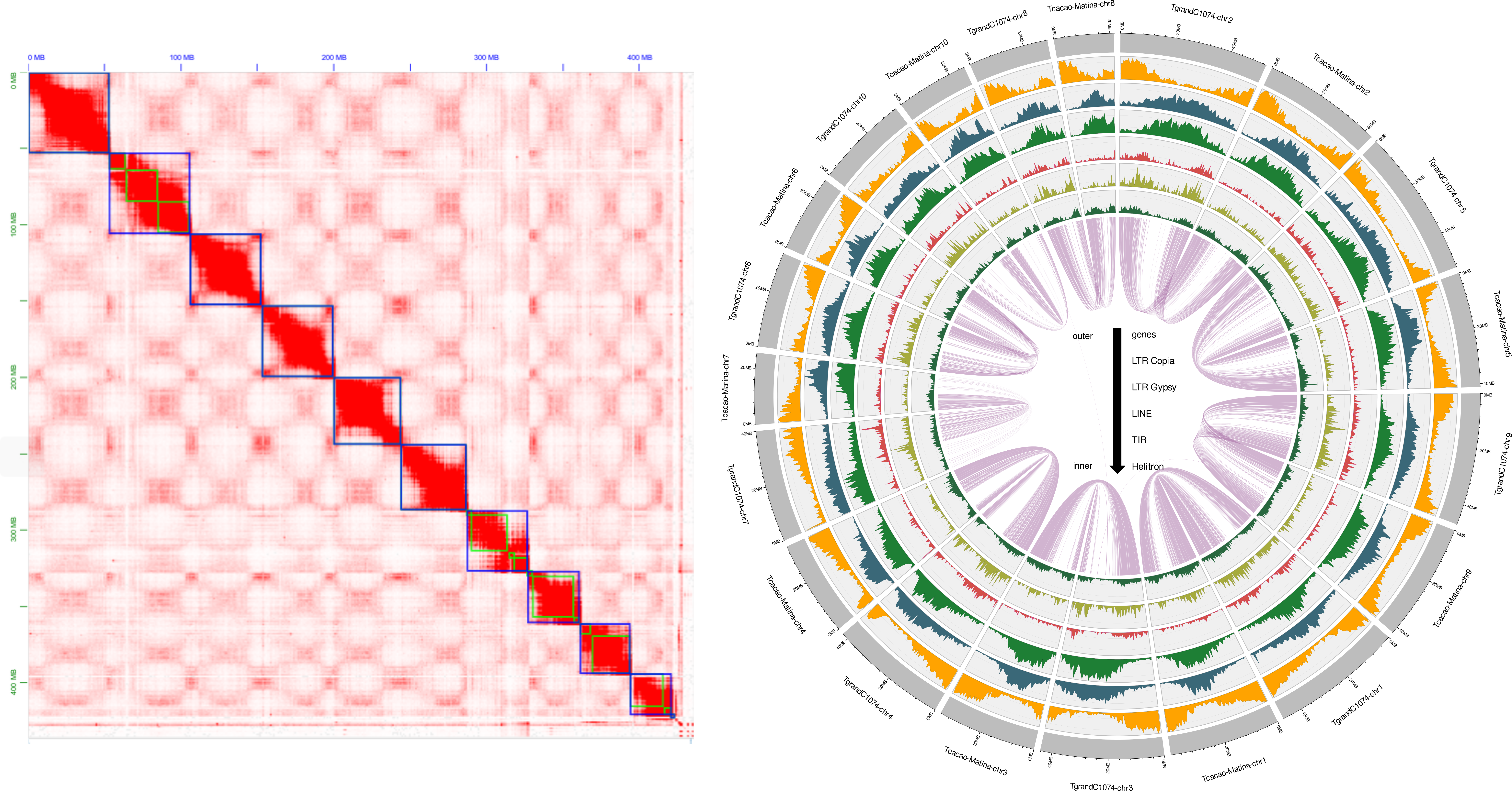 Theobroma grandiflorum genome published