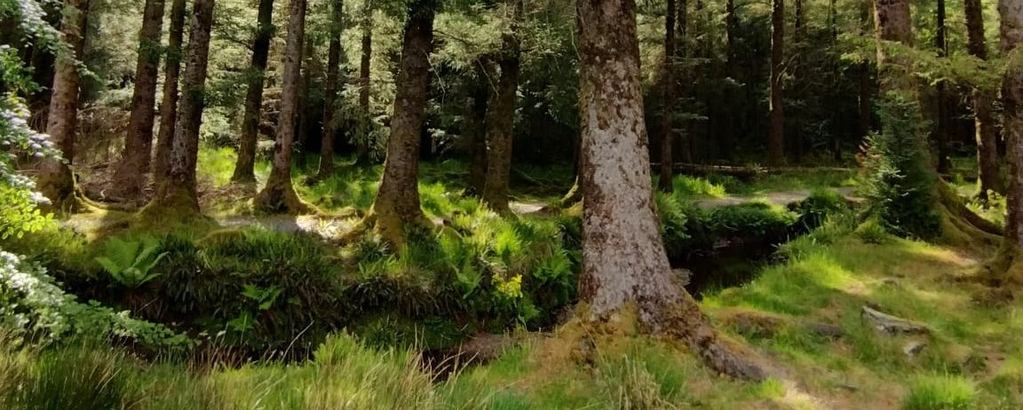 Trees by a stream