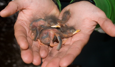 Dipper chicks