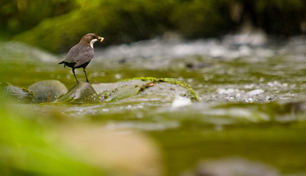 Dipper adult