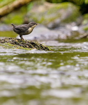 Dipper chick