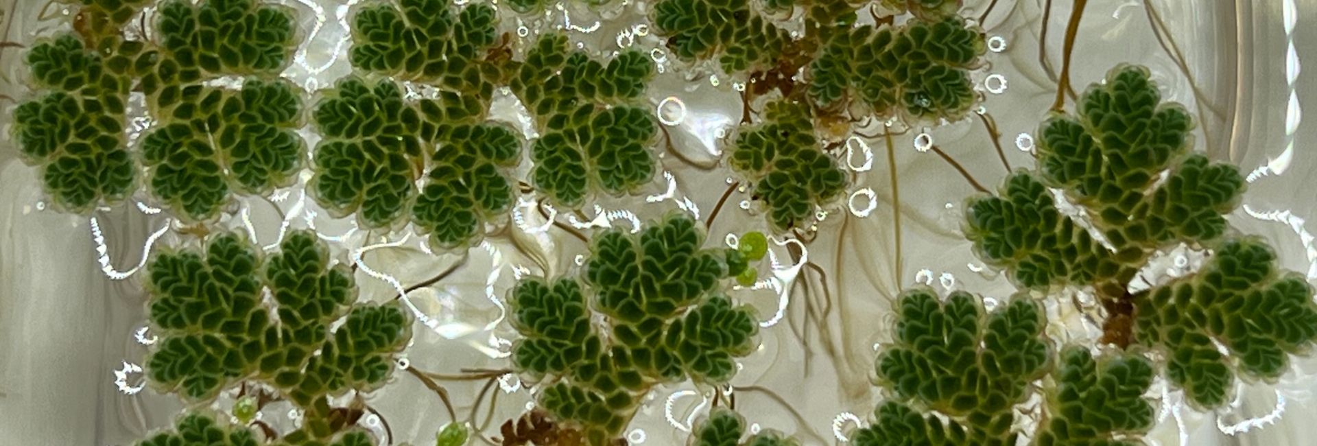 Azolla plants floating on water