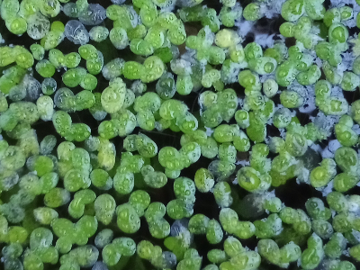 green duckweed plants floating on dark water. There are small raindrops on the duckweed leaves.