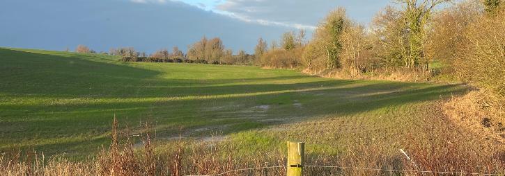 A green field surrounded by trees with a low sun giving a warm glow and long shadows