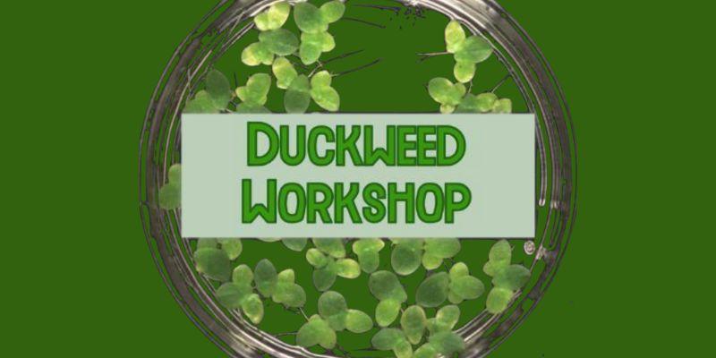 Duckweed Workshop in UCC