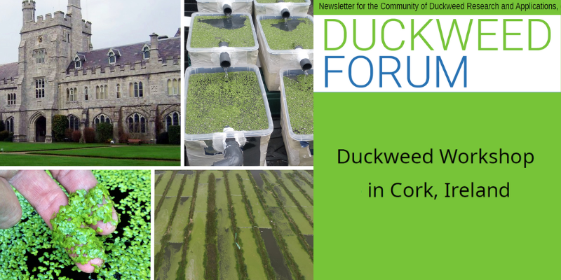 Duckweed Workshop on the cover