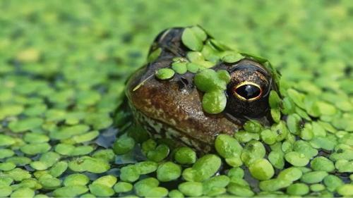 A frog looks above the water, covered in duckweed plants