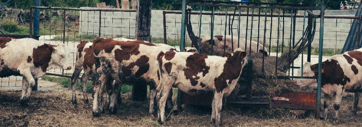 Several young brown and white cows at a feeding station