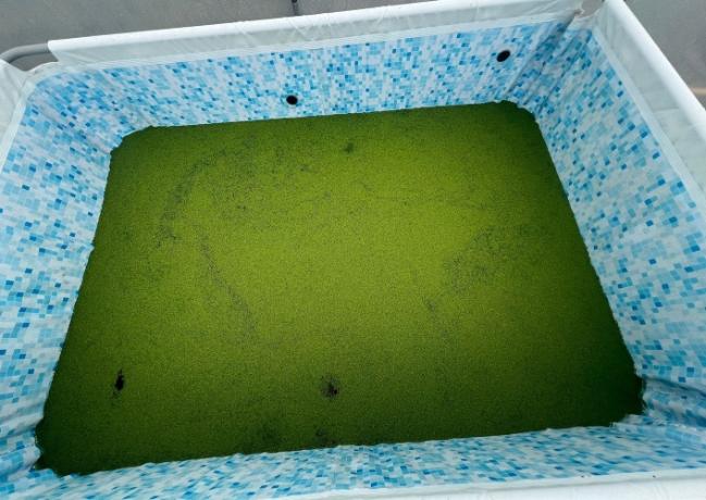 A small pool with duckweed