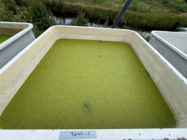 A large outdoor tank with duckweed