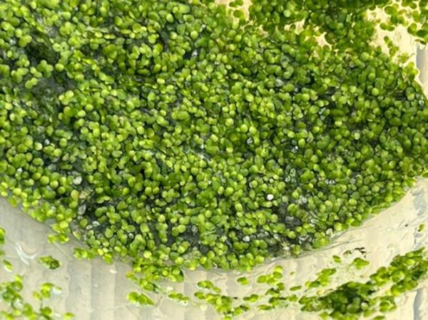 Harvested duckweed