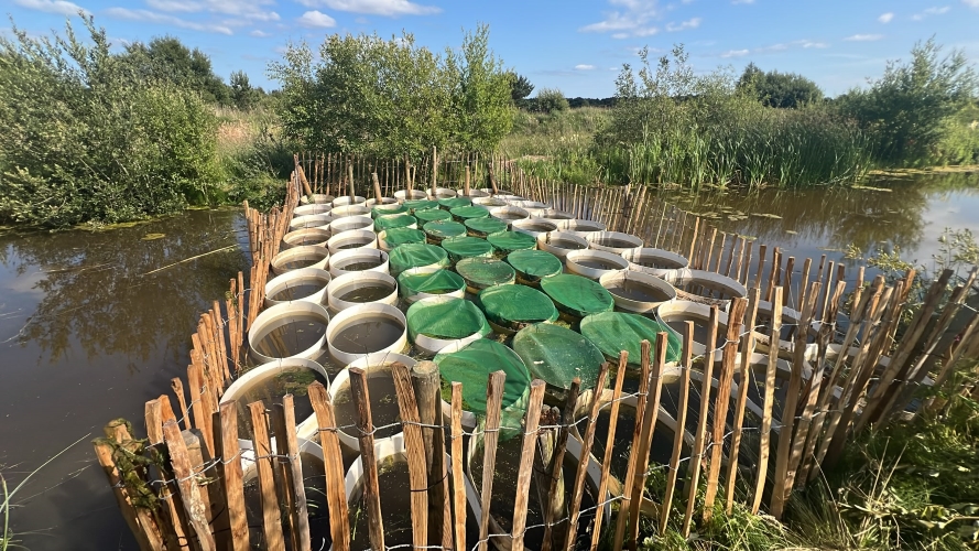 A wooden fence to deter swans surrounds round floating rings holding duckweed