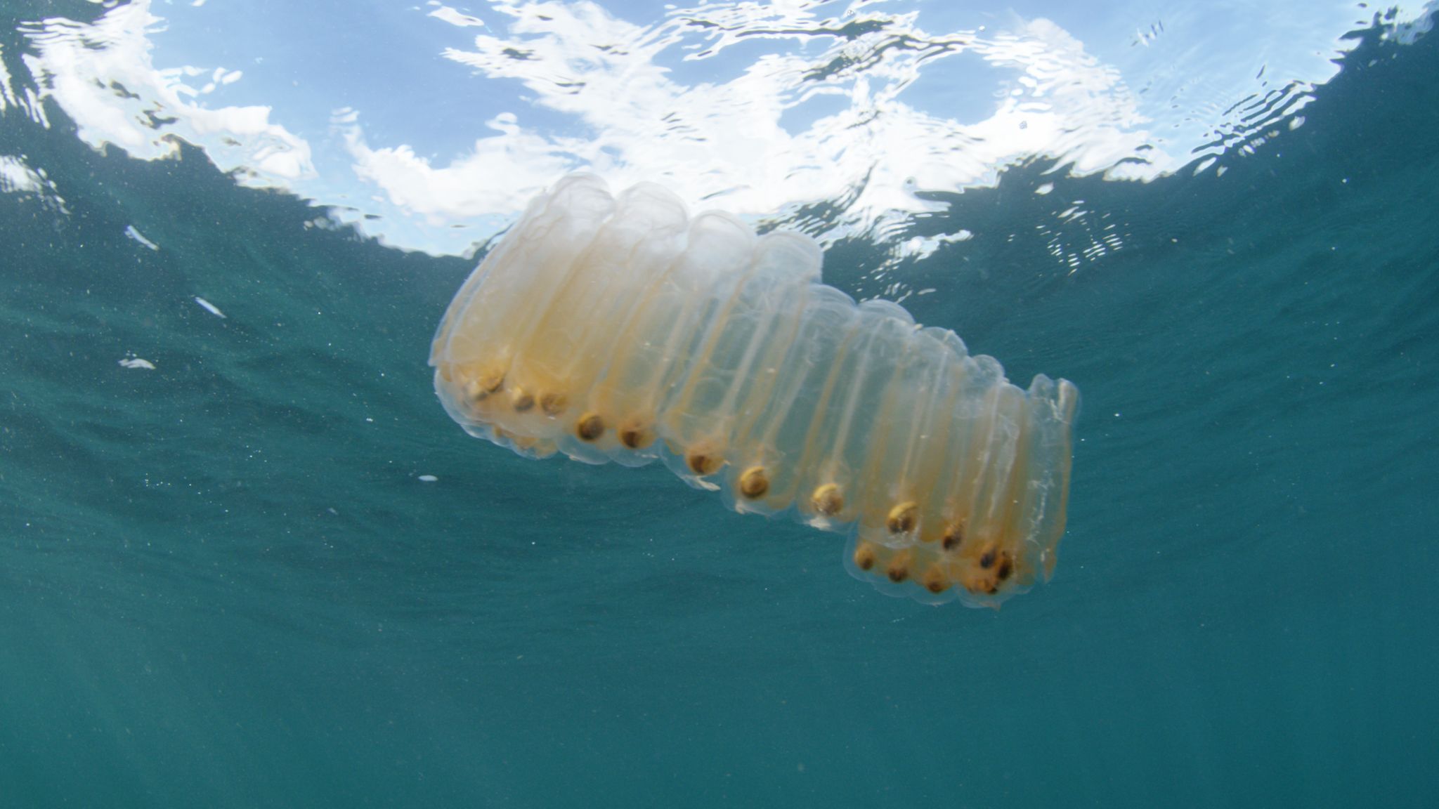 Study Finds Microplastic Ingestion by Zooplankton May Alter the Amount of Carbon Dioxide Reaching the Sea Floor