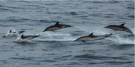 Urgent action needed to protect dolphins and porpoises from bycatch in European waters 