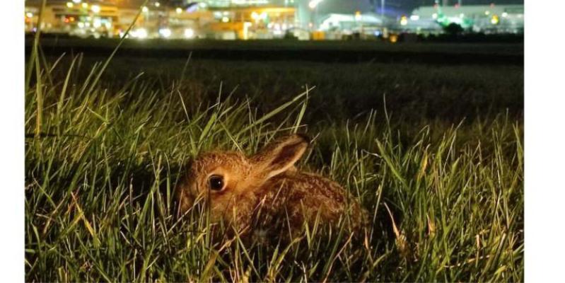 A young hare or leveret by the runway at Dublin Airport. Photo credit: Samantha Ball