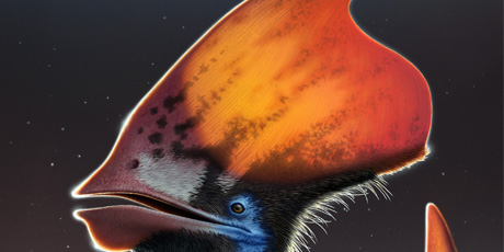 Tupandactylus  © Nicholls 2022: Artist’s reconstruction of the feathered pterosaur Tupandactylus, showing the feather types along the bottom of the headcrest: dark monofilaments and lighter-coloured branched feathers. Copyright Bob Nicholls 