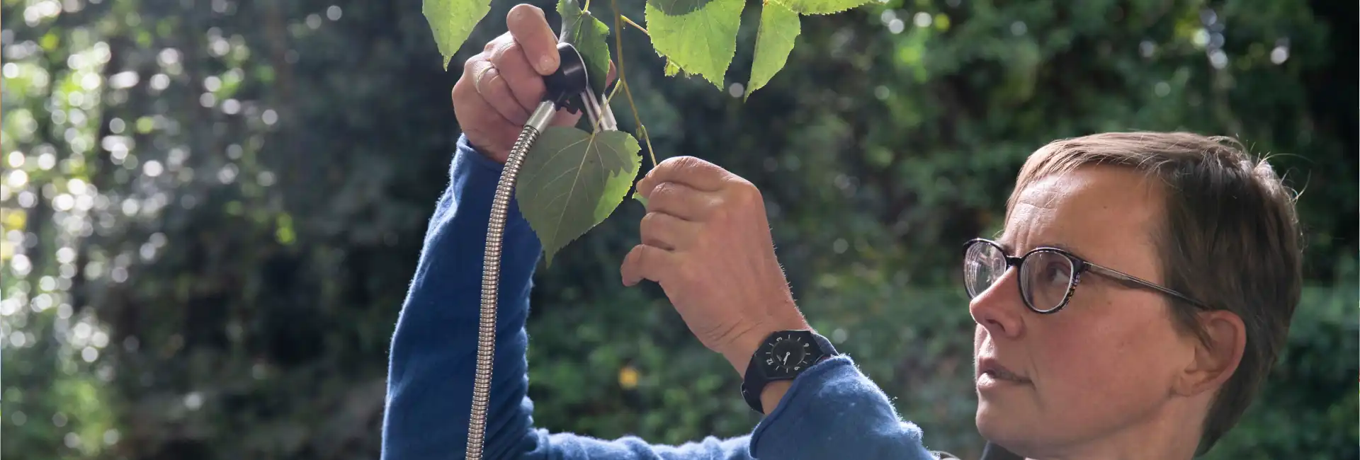 Researcher examines a tree