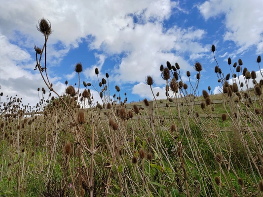 A meadow against a blue sky with white clouds A meadow against a blue sky with white clouds
