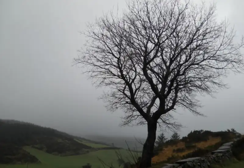 A bare tree against a grey sky A bare tree against a grey sky