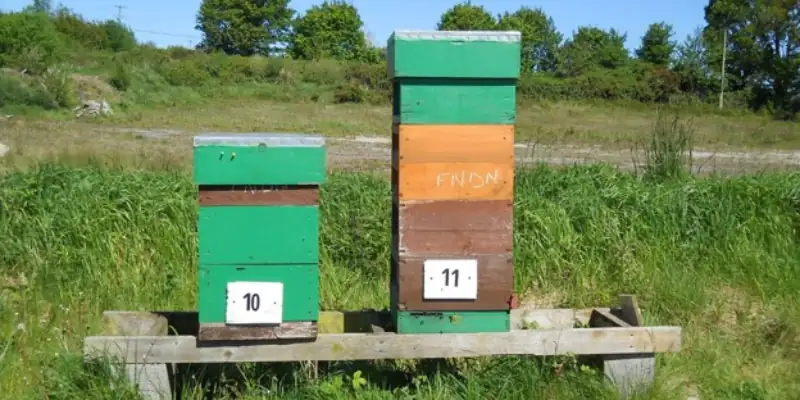 Between Hives and Borders: Beekeeping Along the Irish Border - Conach Gibson-Feinblum