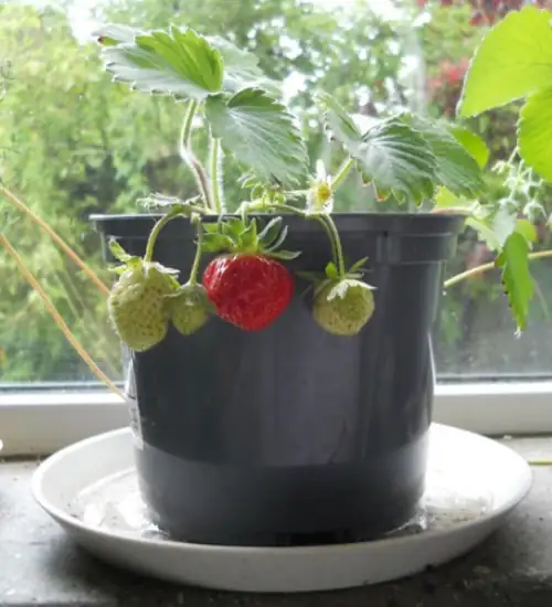 A strawberry plant sitting on a sunny windowsill A strawberry plant sitting on a sunny windowsill
