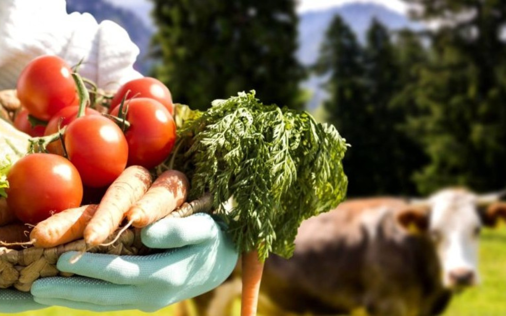 Vegetables and Cow in field