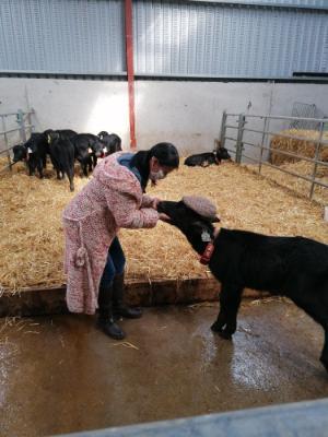 Petting a Baby Buffalo on Macroom Buffalo Farm Tours
