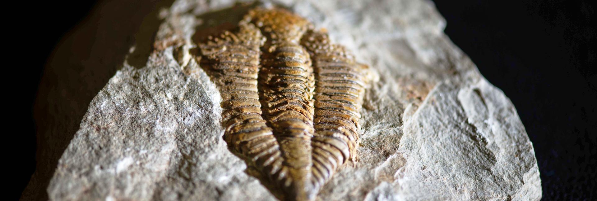 420 million year old trilobite fossil in rock