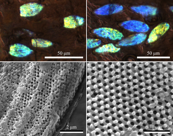 New paper in Biology Letters