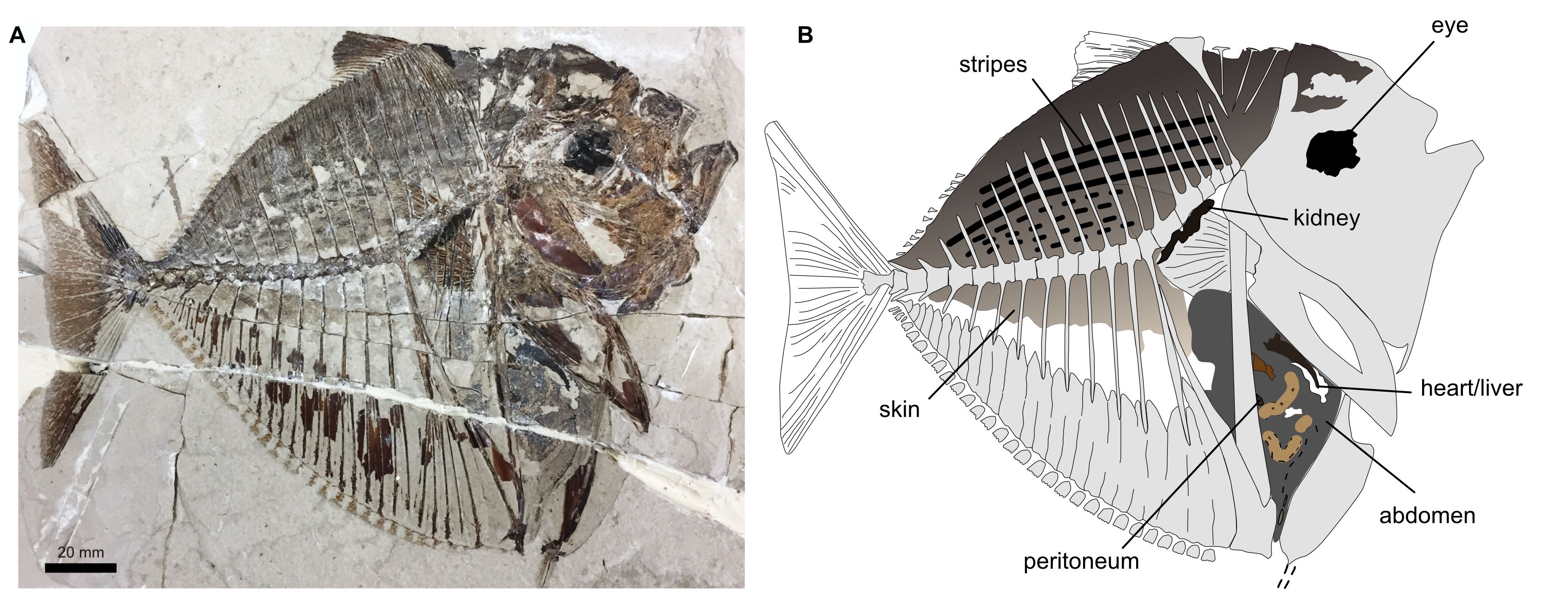 NEW! Paper in Palaeontology