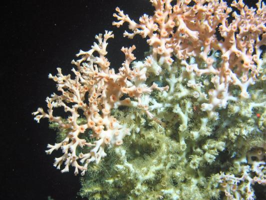 RTÉ News on dramatic changes to coral reefs off the coast of Ireland