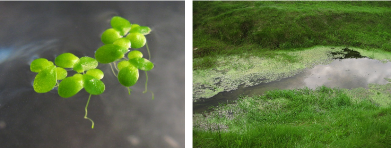 Duckweed: A Key Component For Recycling Dairy Processing Wastewater