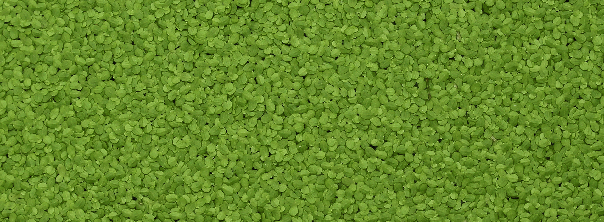 Duckweed emerging in a growing global alternative protein market